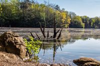 Baum im Wasser