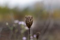 Herbstblume Einstellige Seriennummer291016_1