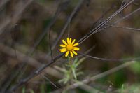 Herbstblumen291016