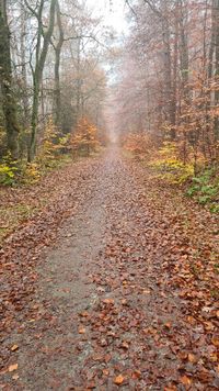 Waldweg mit Nebel